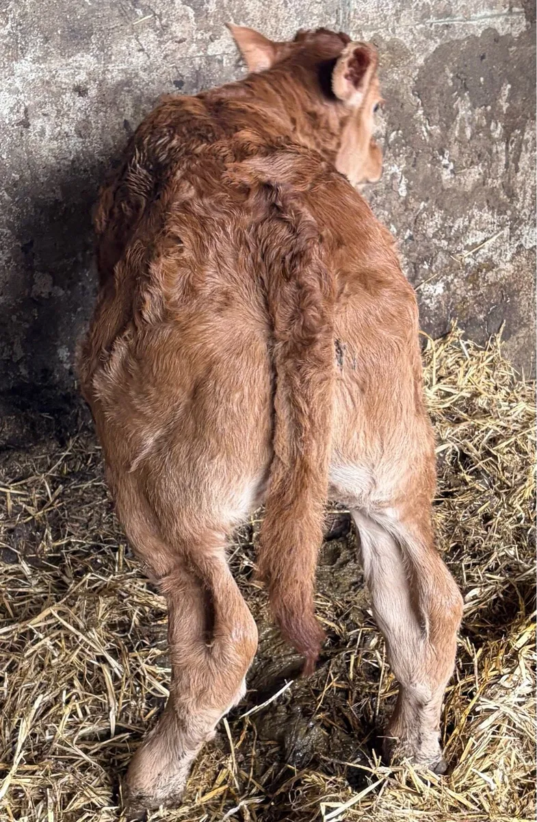 ****SUPER BULL CALF**** - Image 2