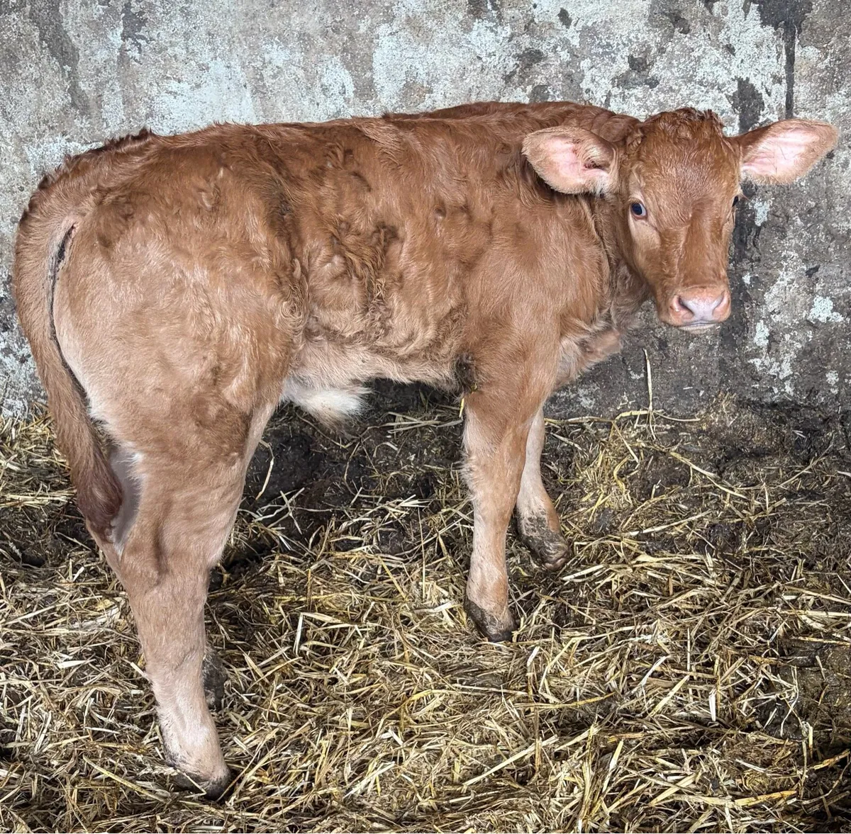 ****SUPER BULL CALF**** - Image 3
