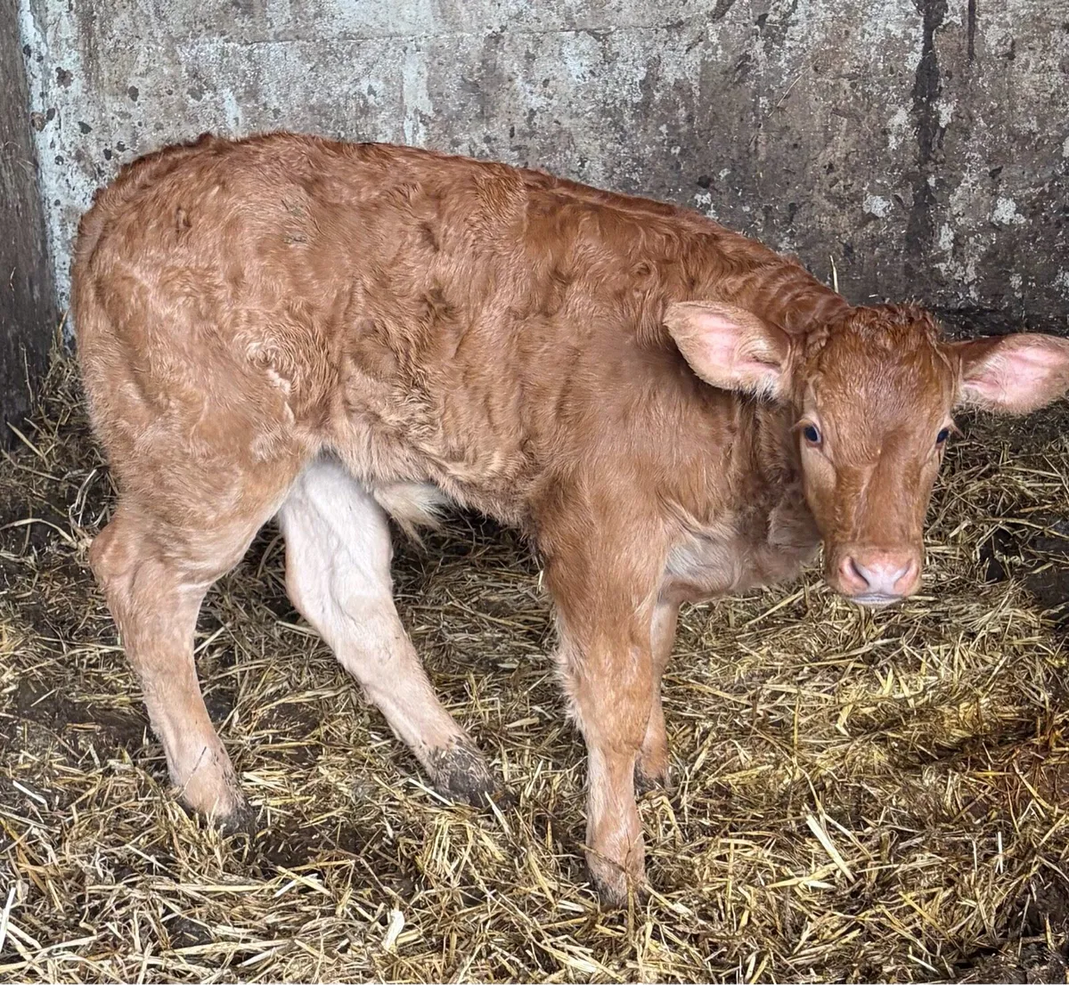 ****SUPER BULL CALF**** - Image 4