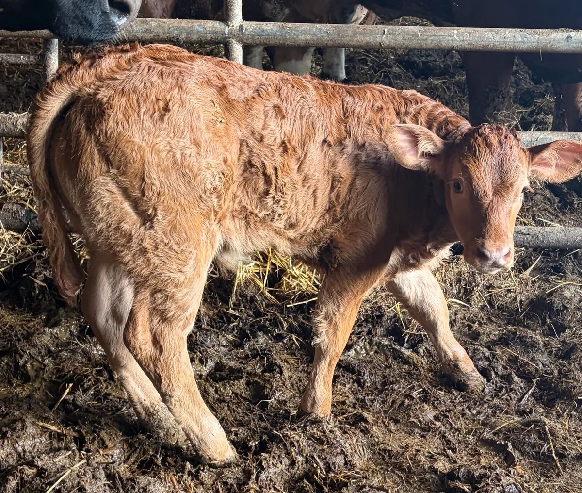 ****SUPER BULL CALF**** - Image 1
