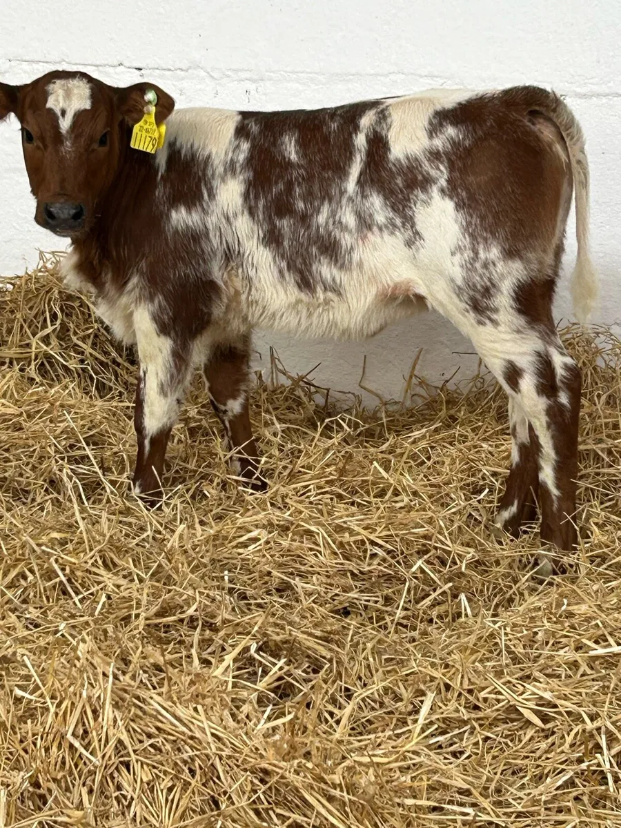 AN EXCEPTIONAL QUALITY ROAN BB HEIFER CALF - Image 3