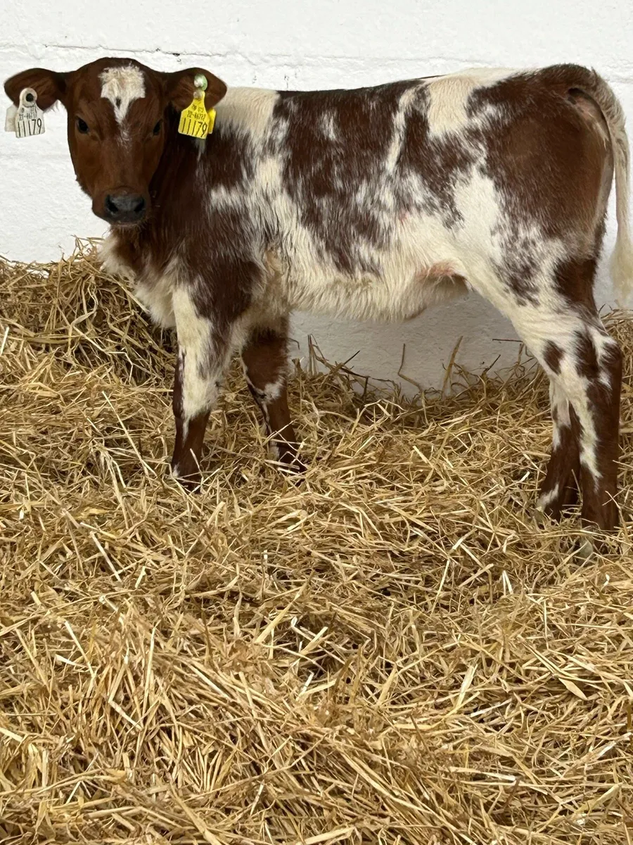 AN EXCEPTIONAL QUALITY ROAN BB HEIFER CALF - Image 4