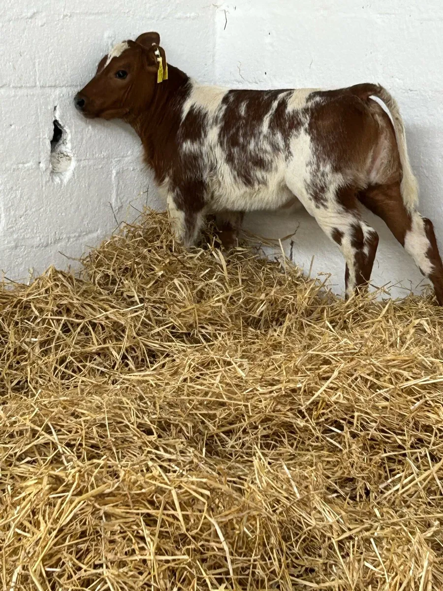AN EXCEPTIONAL QUALITY ROAN BB HEIFER CALF - Image 1