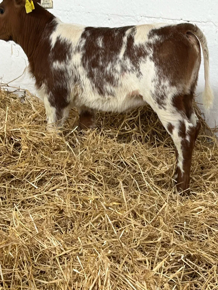 AN EXCEPTIONAL QUALITY ROAN BB HEIFER CALF - Image 2