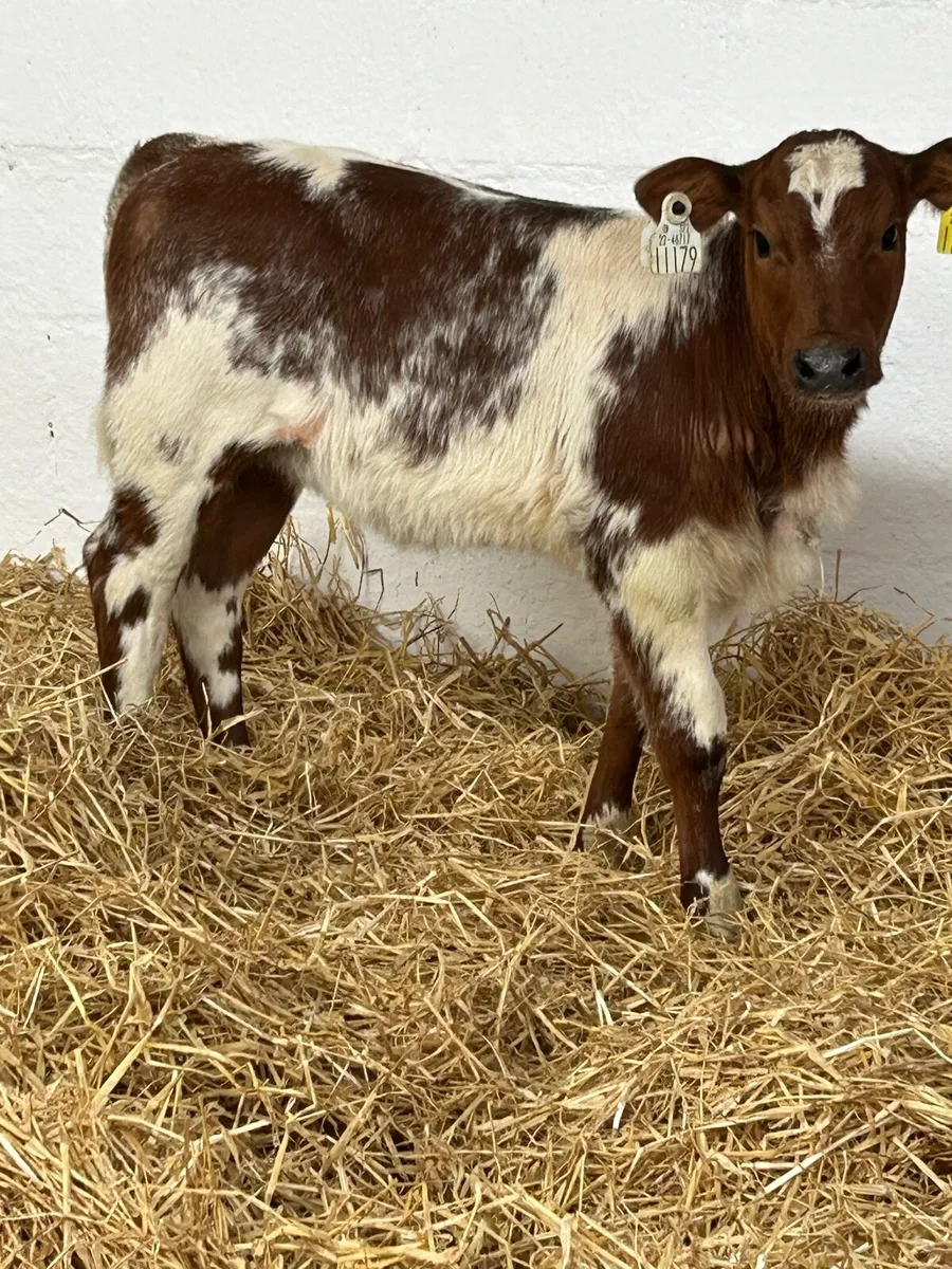 AN EXCEPTIONAL QUALITY ROAN BB HEIFER CALF - Image 1