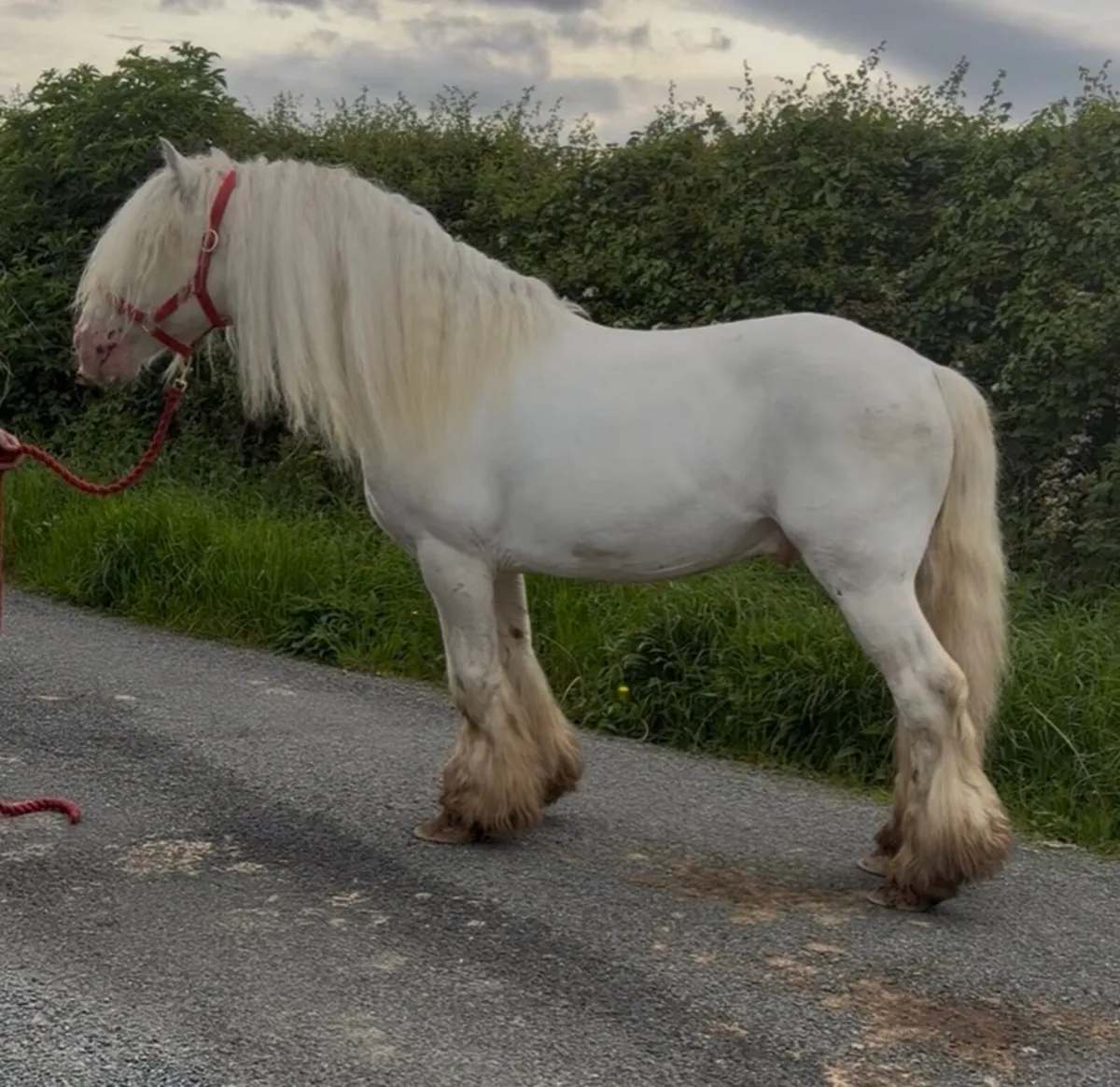 Stallion - Image 4