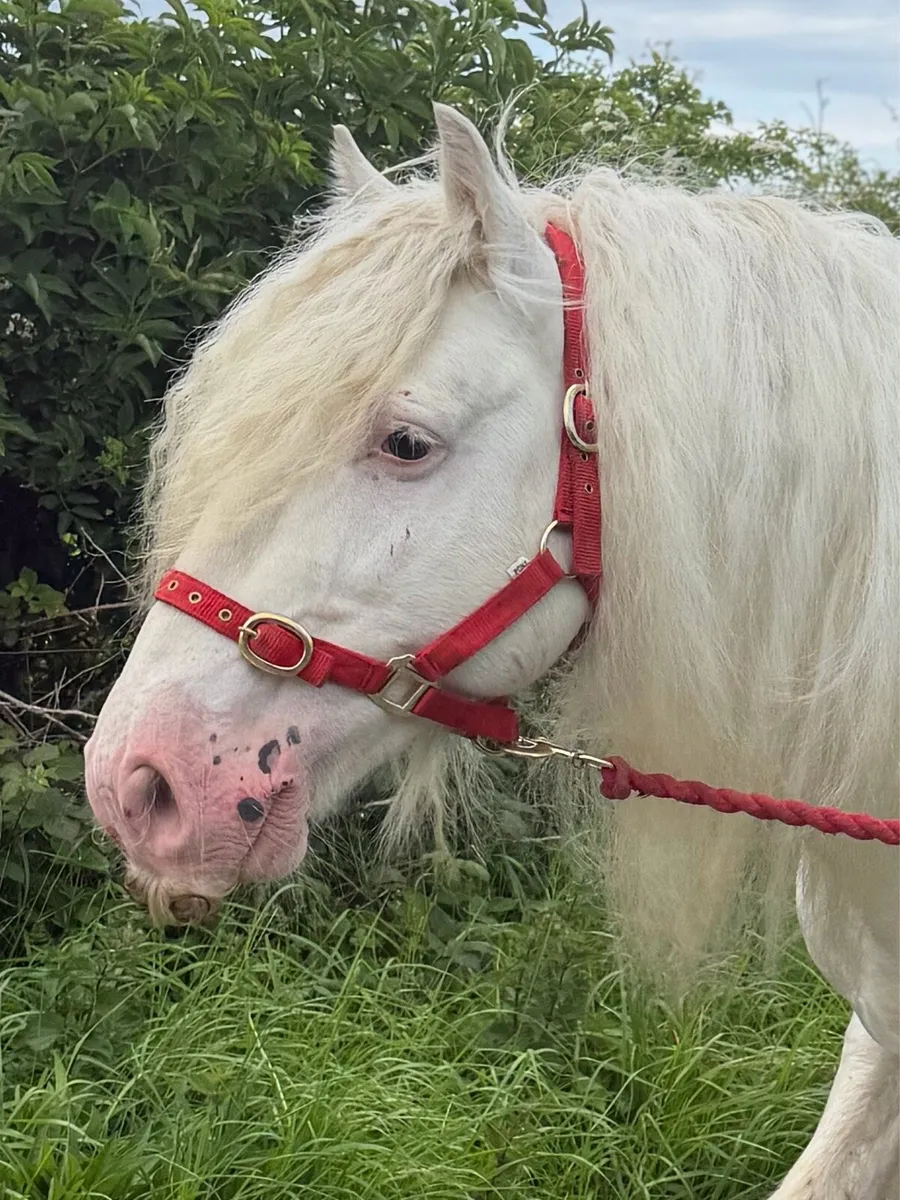 Stallion - Image 1