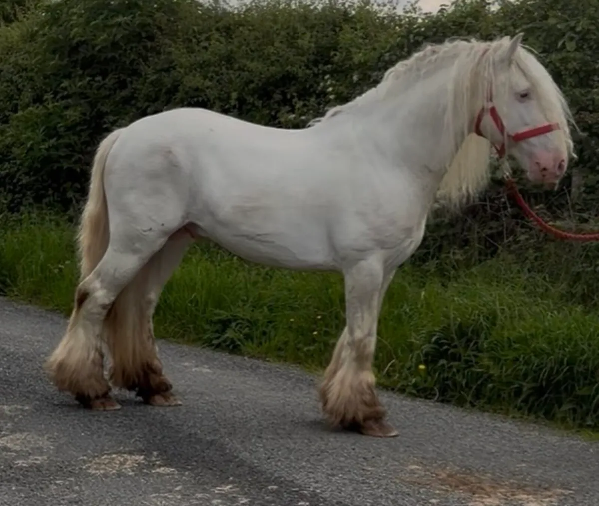 Stallion - Image 2