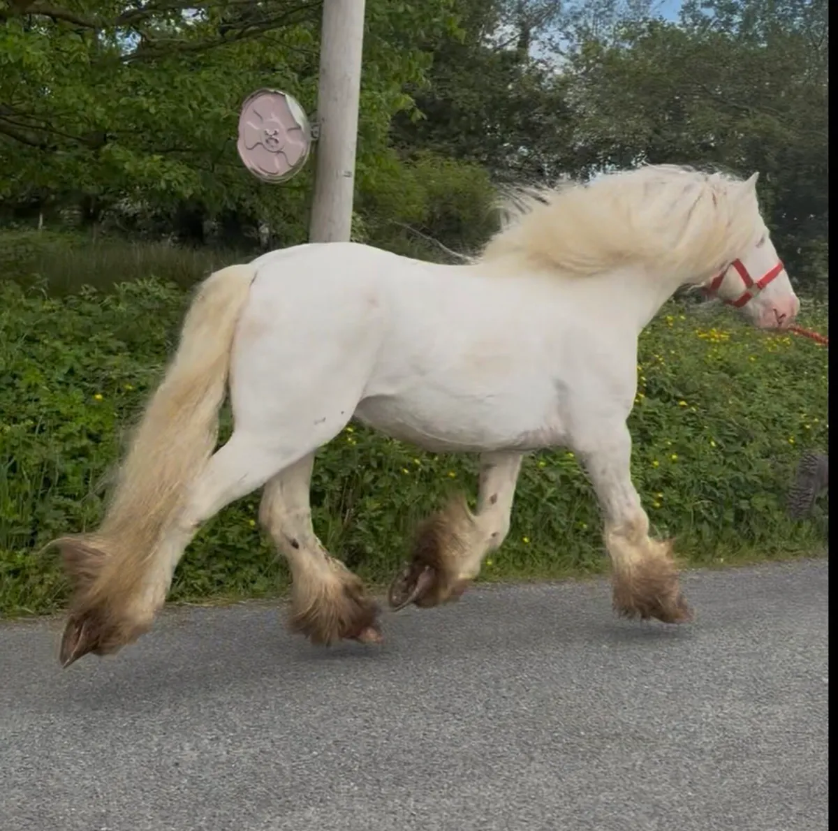 Stallion - Image 3