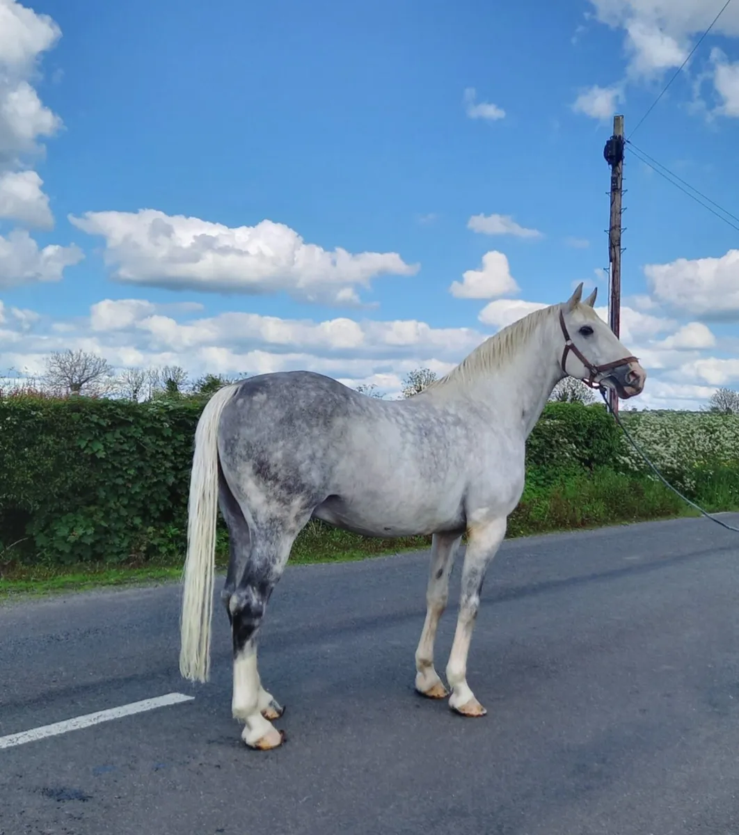 KNOCKMURRY CAVILCRUISE At Stud - Image 1
