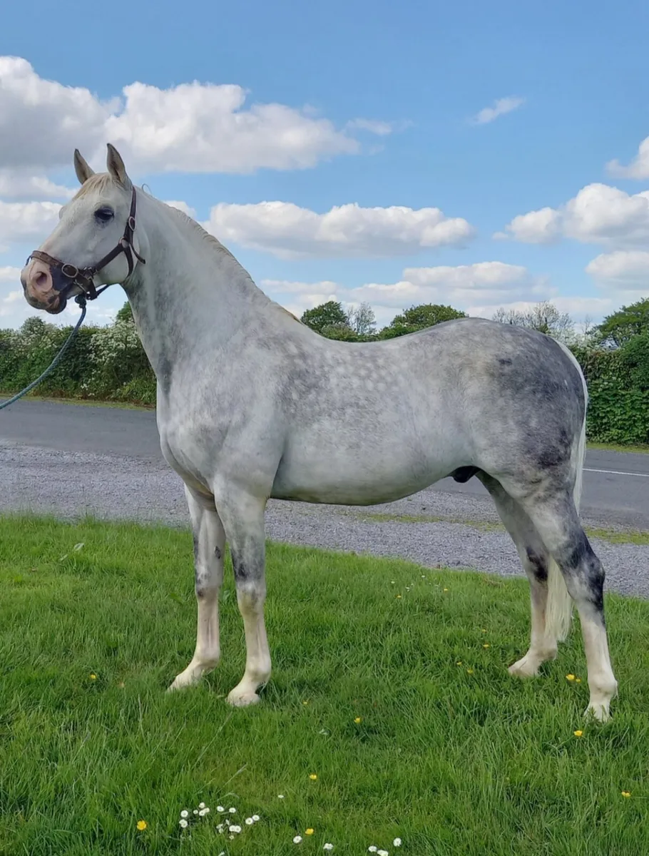 KNOCKMURRY CAVILCRUISE At Stud - Image 2