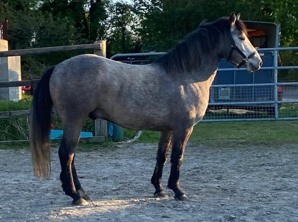 Dun Connemara x 4 yr old - Image 3