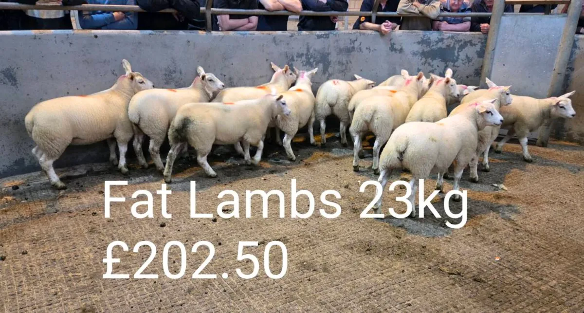 Sheep Report & Machinery Auction - Image 1