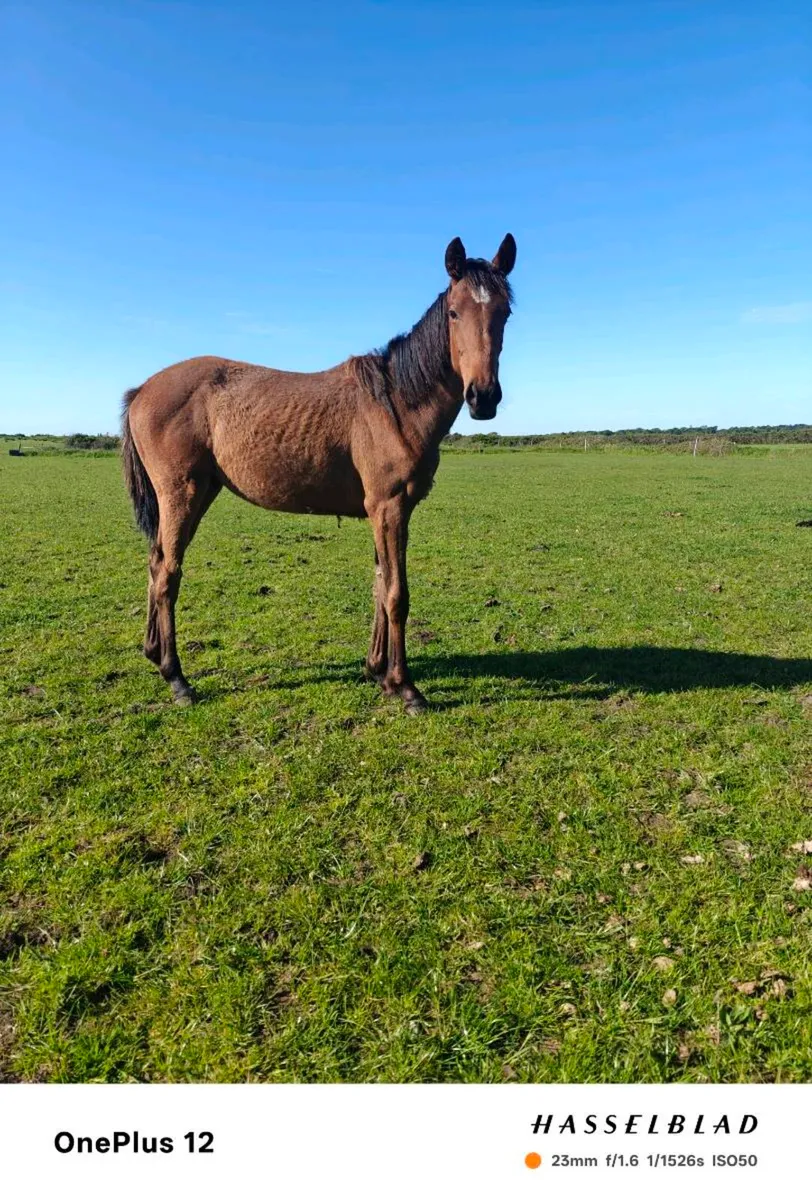 Filly yearling - Image 1