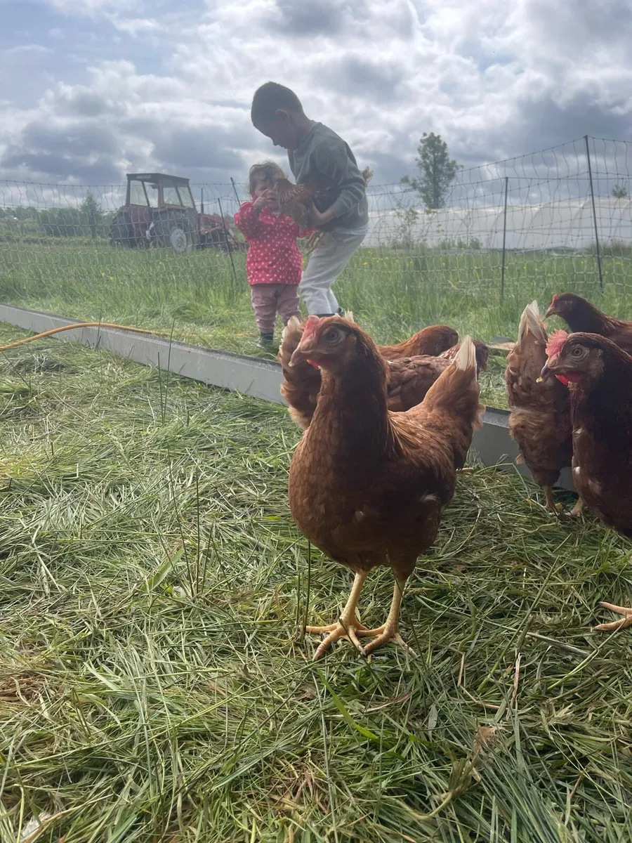 Point of lay pullets - Image 3