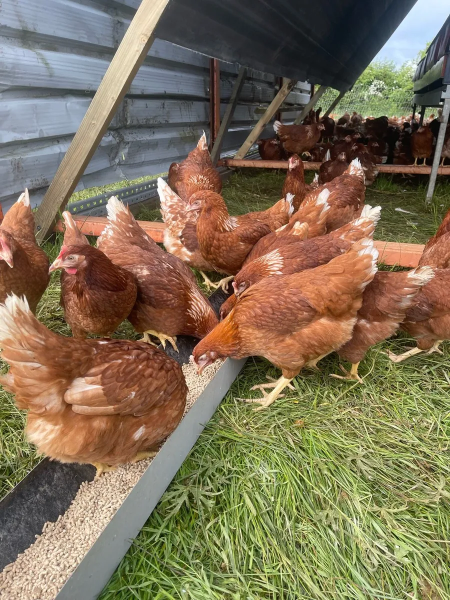 Point of lay pullets - Image 4