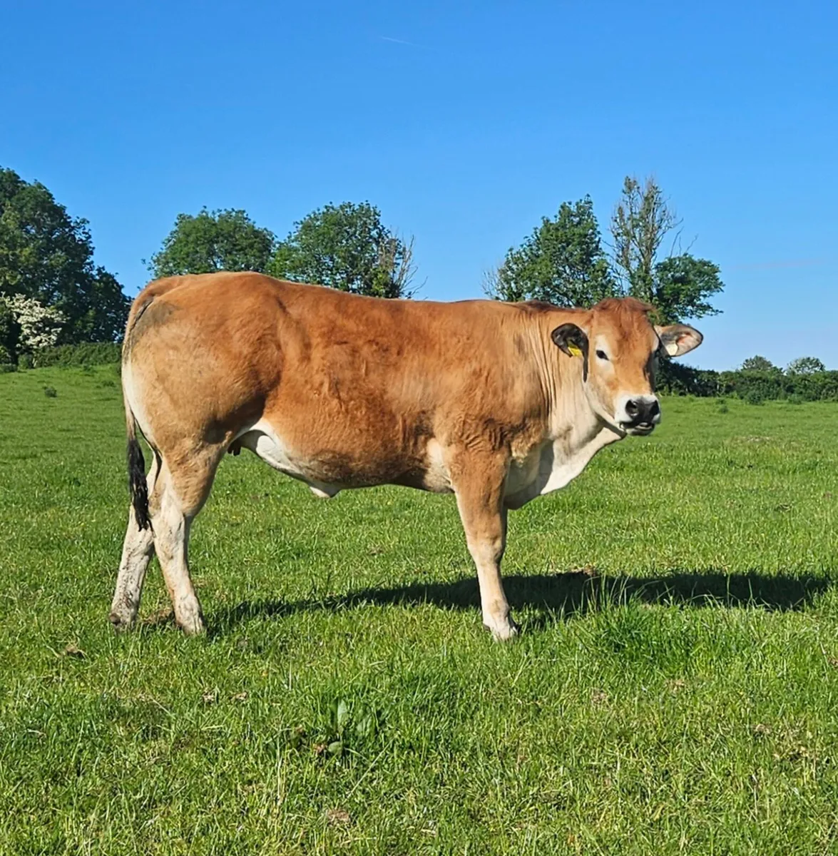 Pedigree Parthenaise heifer - Image 2