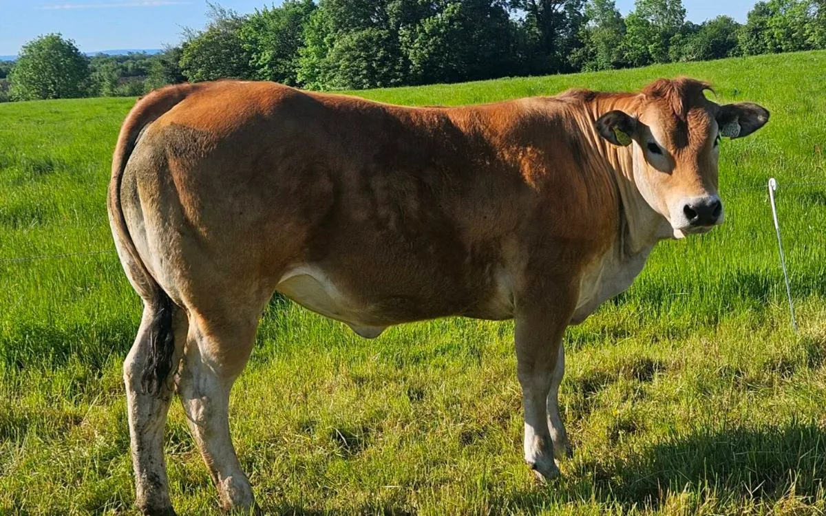Pedigree Parthenaise heifer - Image 3