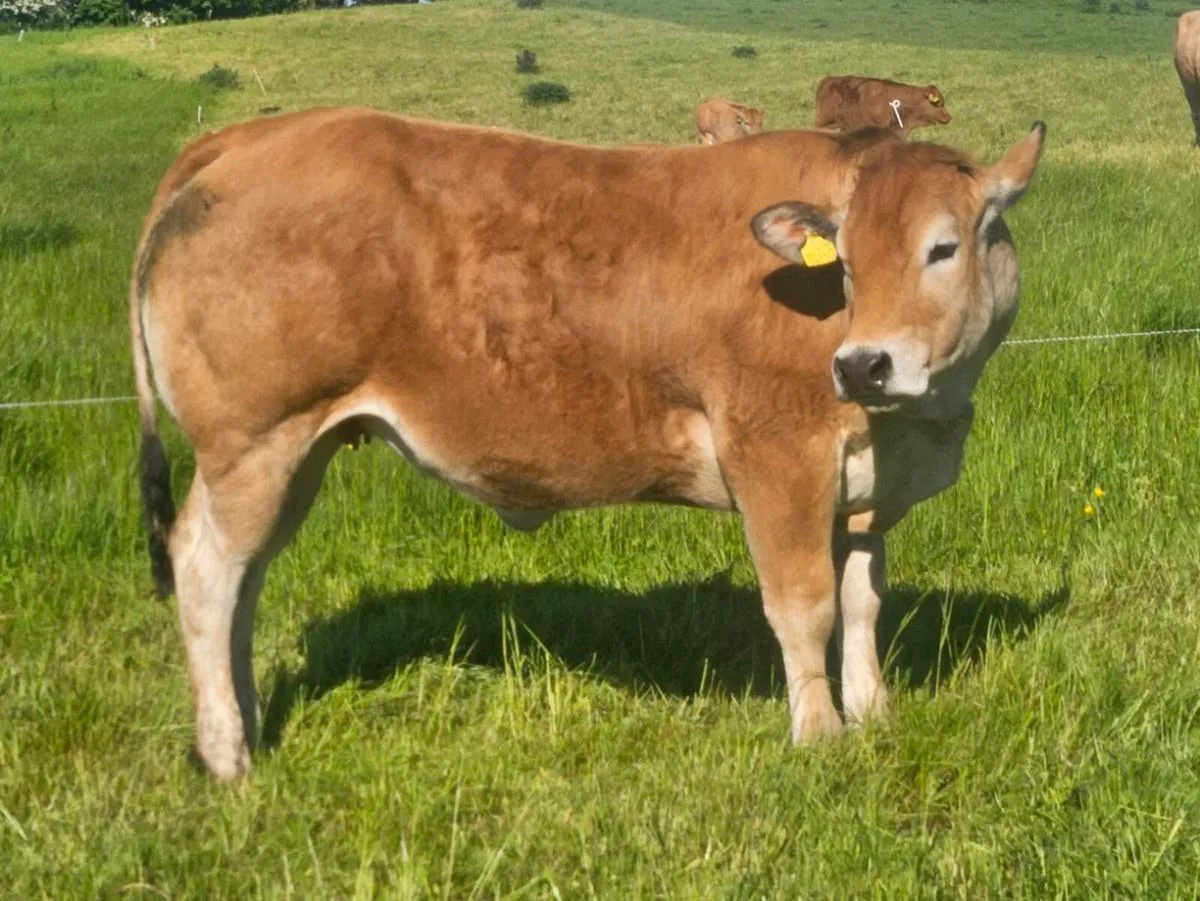 Pedigree Parthenaise heifer - Image 1