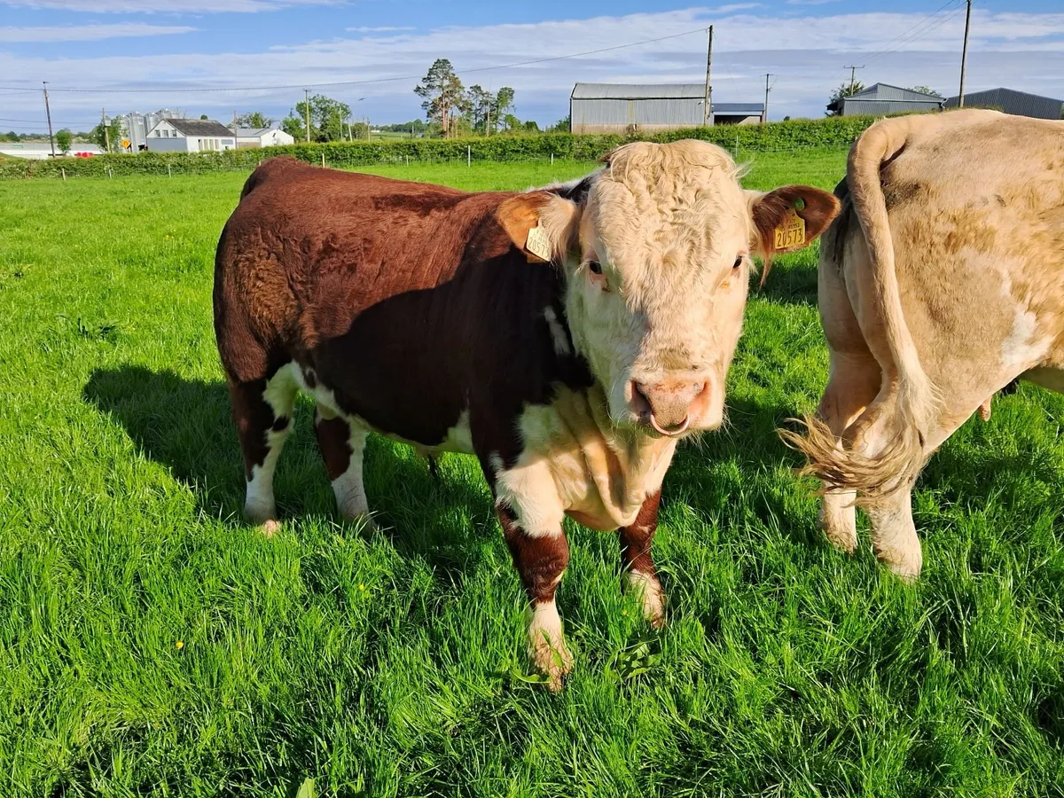 Hereford  Bull - Image 2