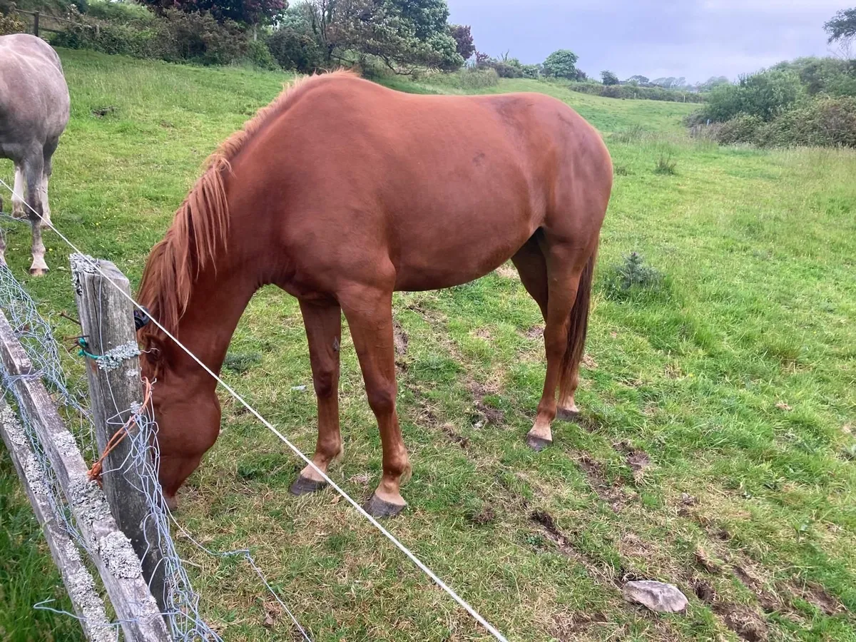 3 Year Old Sports Horse - Image 2