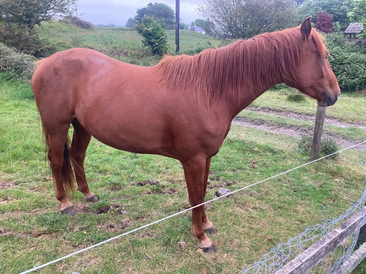 3 Year Old Sports Horse - Image 3