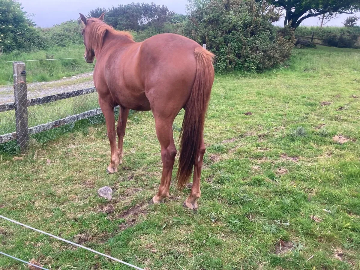 3 Year Old Sports Horse - Image 4