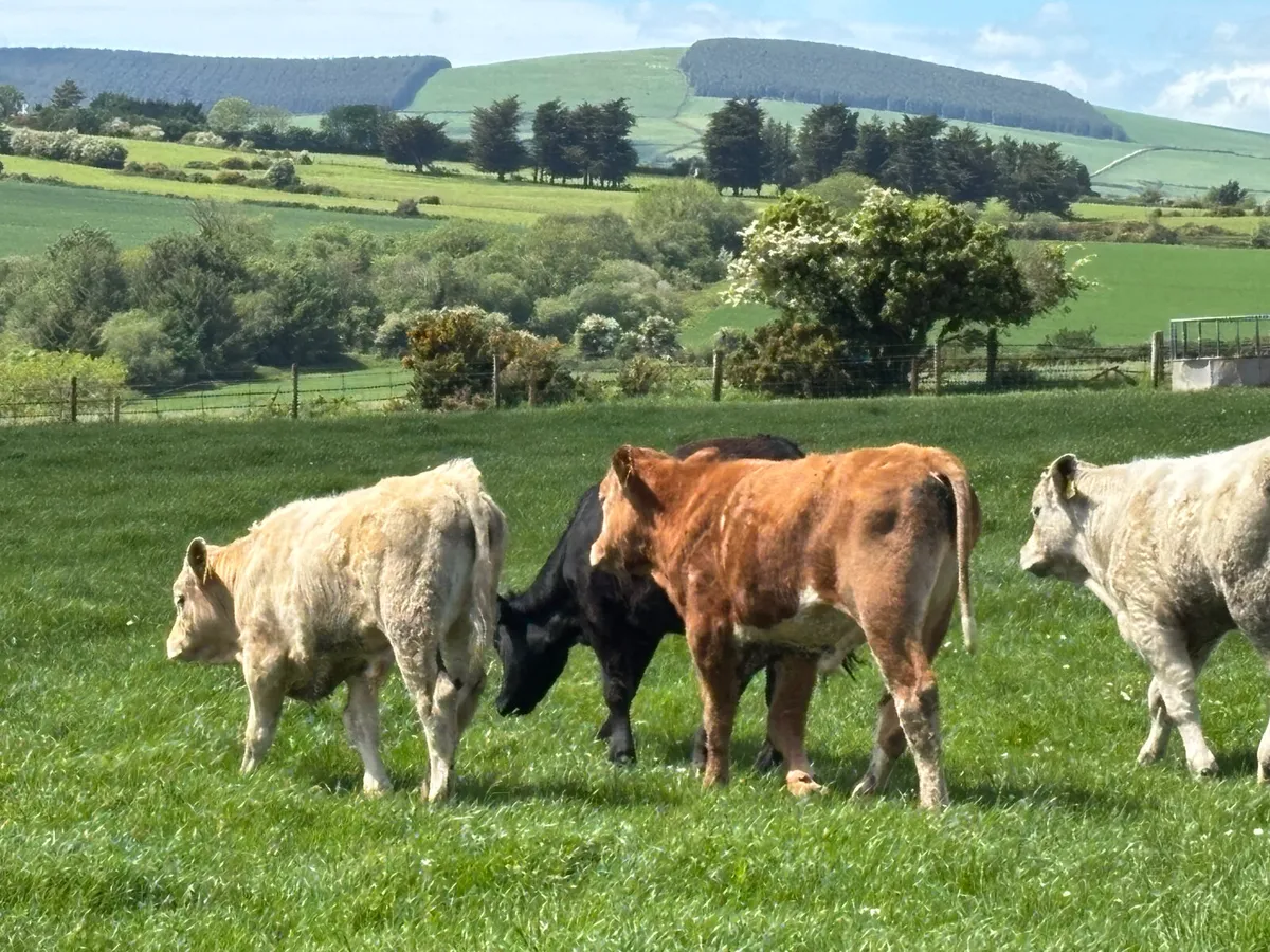 5 continental bullock - Image 3