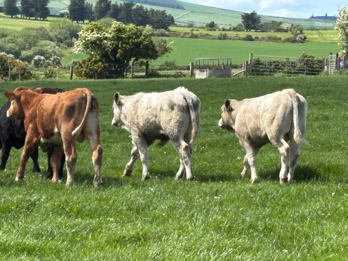 5 continental bullock - Image 2
