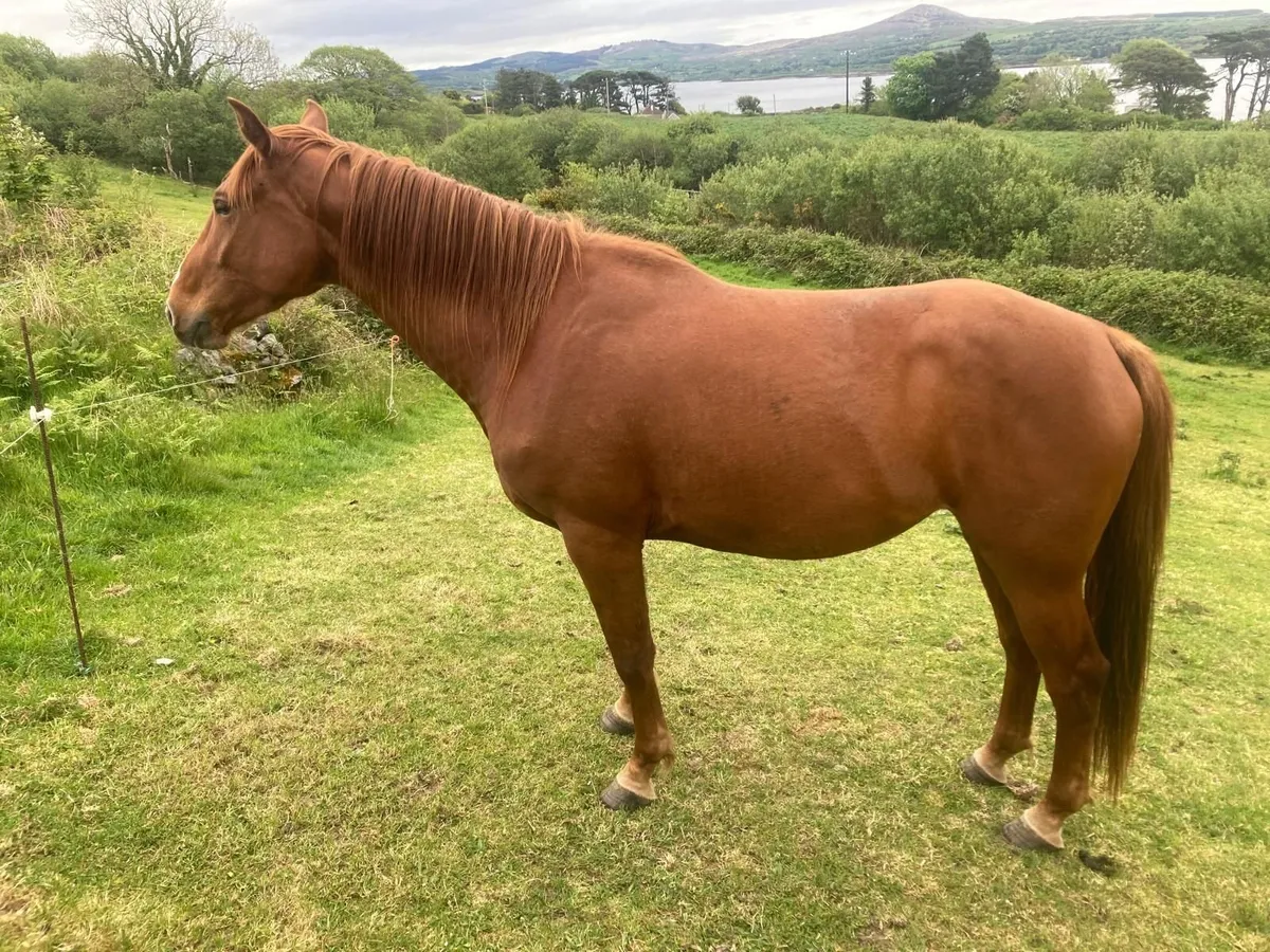 3 Year Old Sports Horse - Image 1