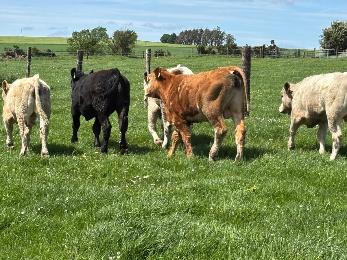 5 continental bullock - Image 4