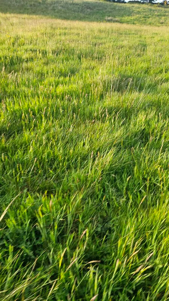 Grazing and silage Ground - Image 1
