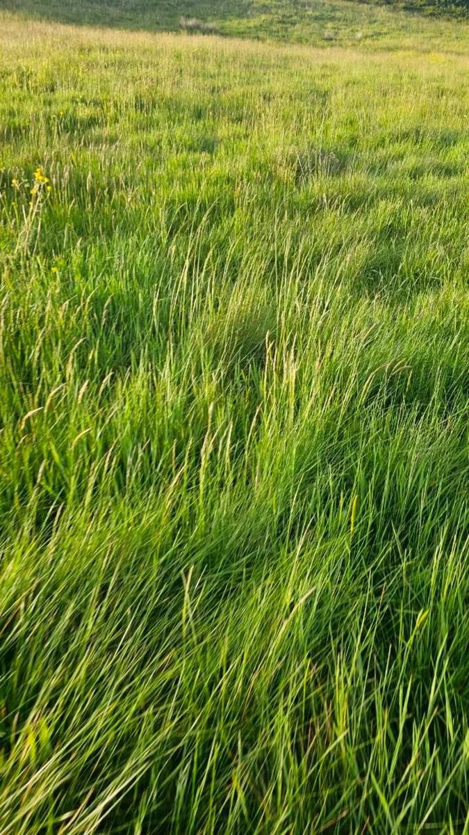 Grazing and silage Ground - Image 3