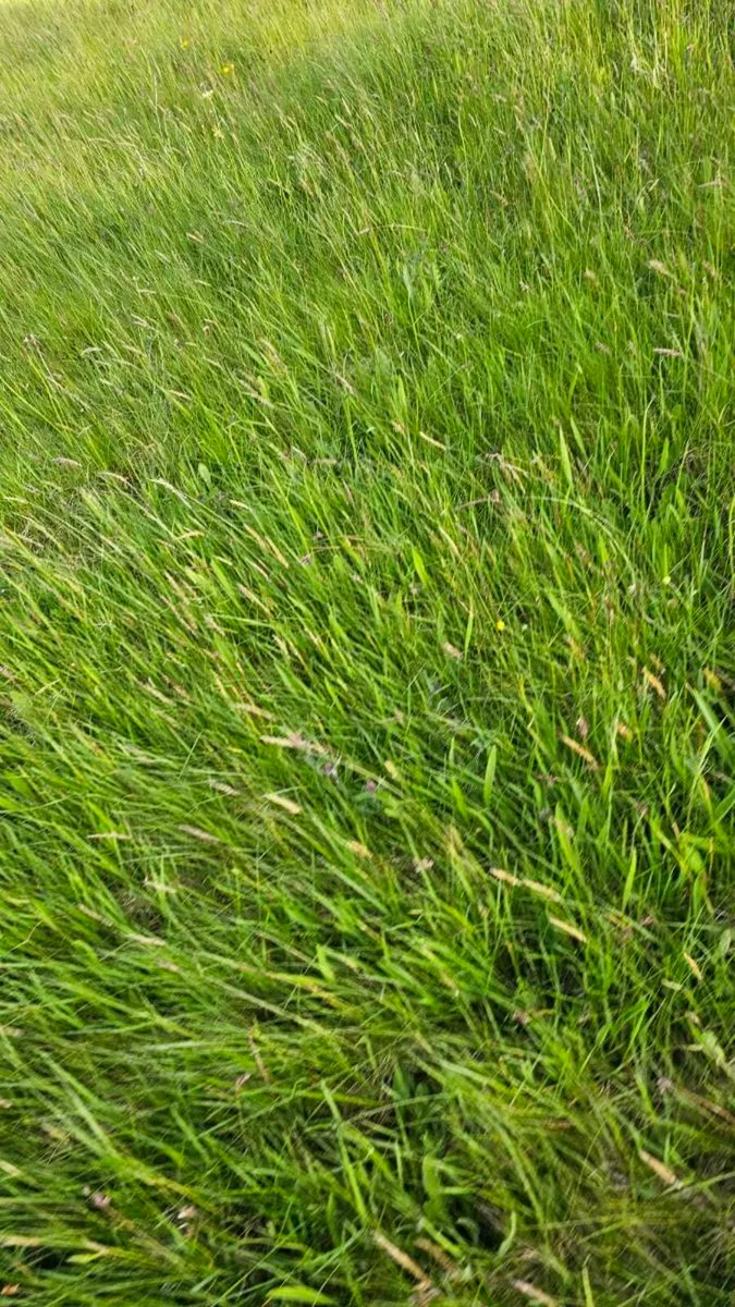 Grazing and silage Ground - Image 4