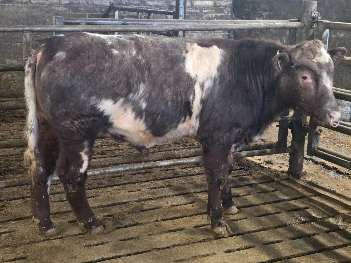 Pedigree Shorthorn Bulls - Image 4