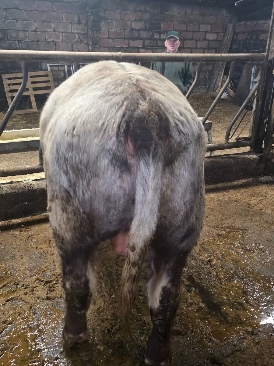 Pedigree Shorthorn Bulls - Image 2