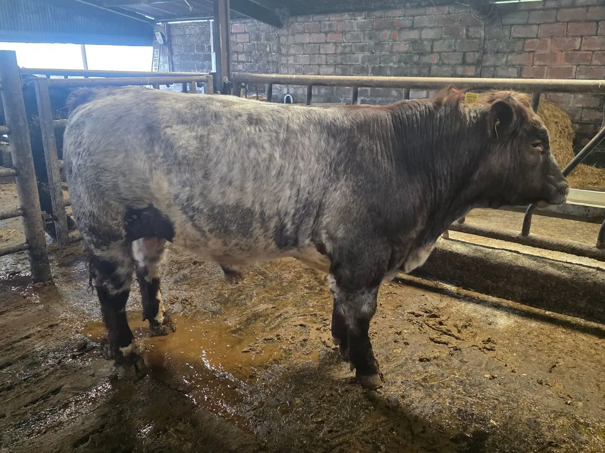 Pedigree Shorthorn Bulls - Image 3