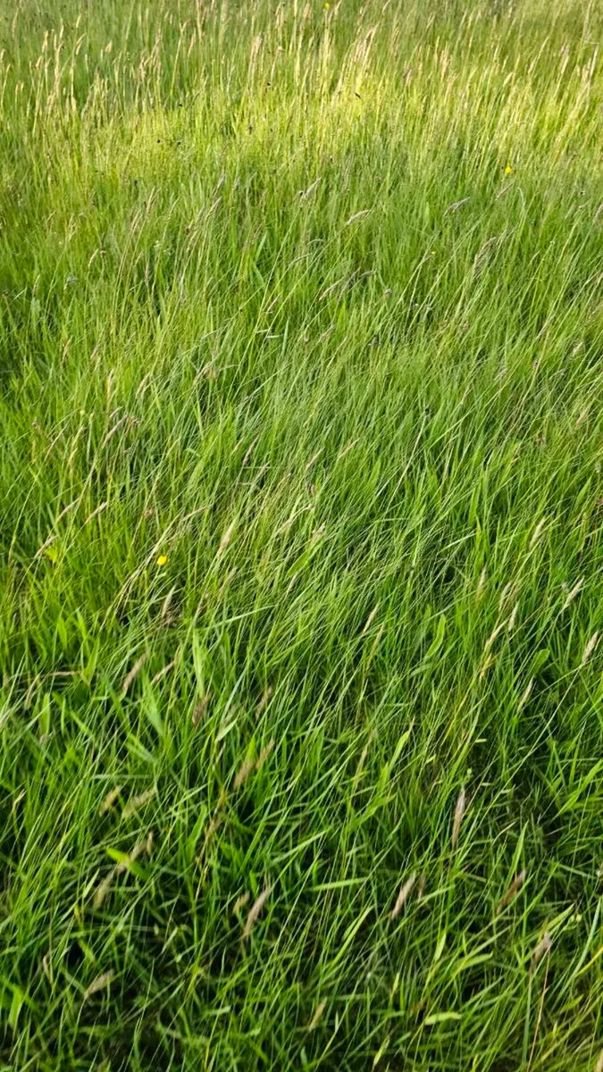 Grazing and silage Ground - Image 2