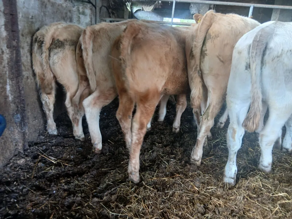 14 Continental Charolais Cross Heifers - Image 4