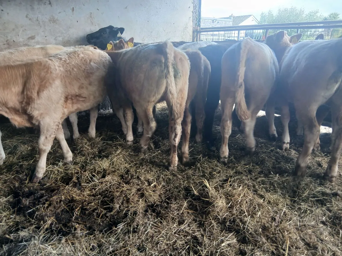 14 Continental Charolais Cross Heifers - Image 2