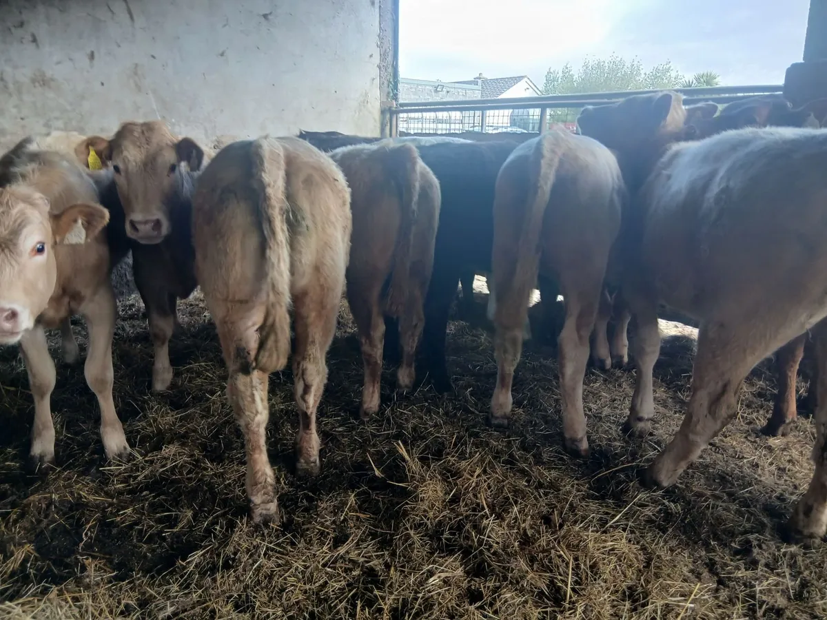 14 Continental Charolais Cross Heifers - Image 3
