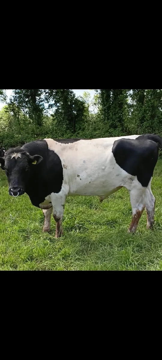 Bull - Image 1