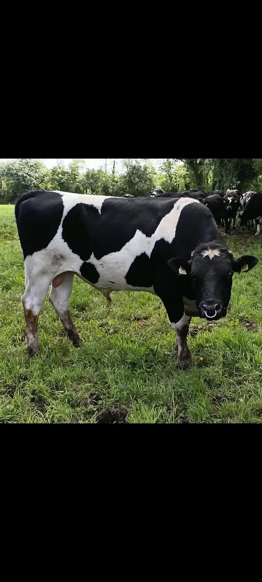 Bull - Image 2