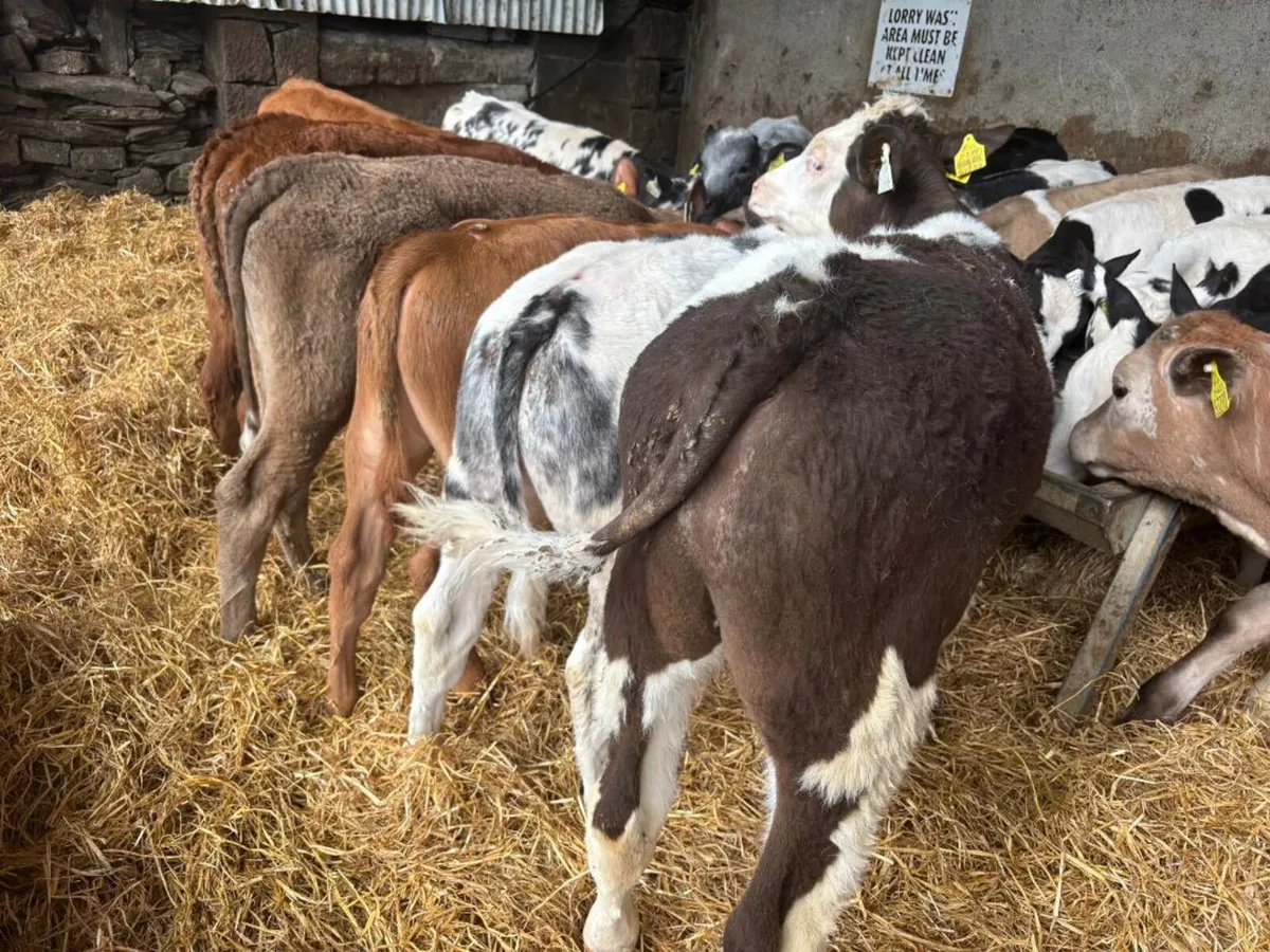 17 Super Continental Starter bulls for sale - Image 3