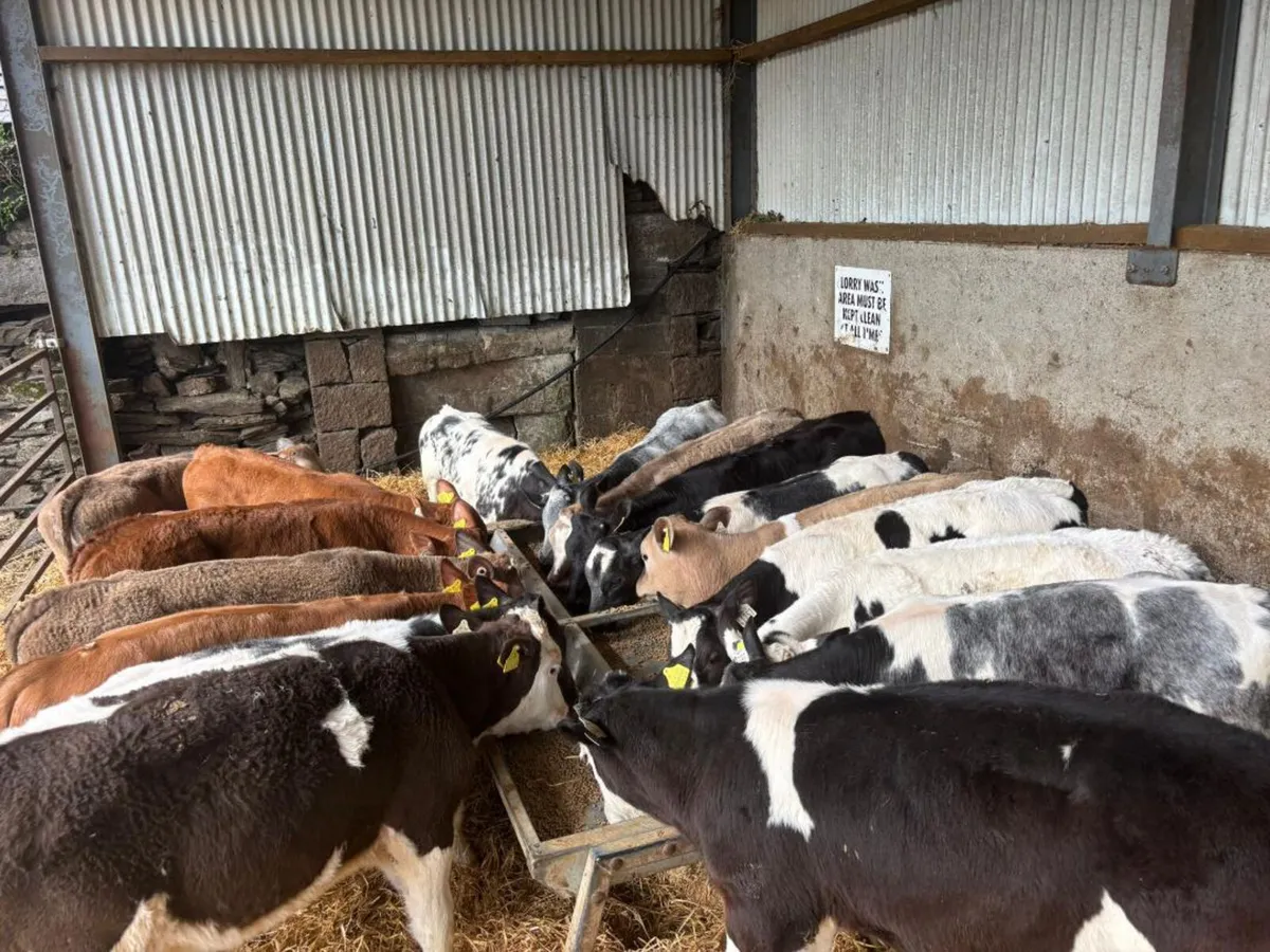 17 Super Continental Starter bulls for sale - Image 4