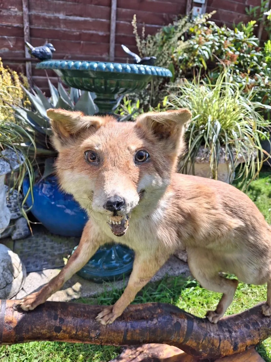 TAXIDERMY  FOX - Image 1