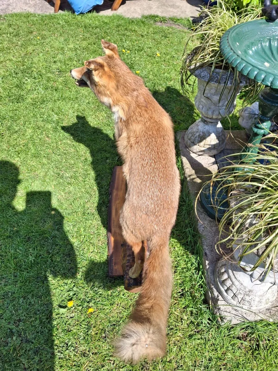 TAXIDERMY  FOX - Image 4