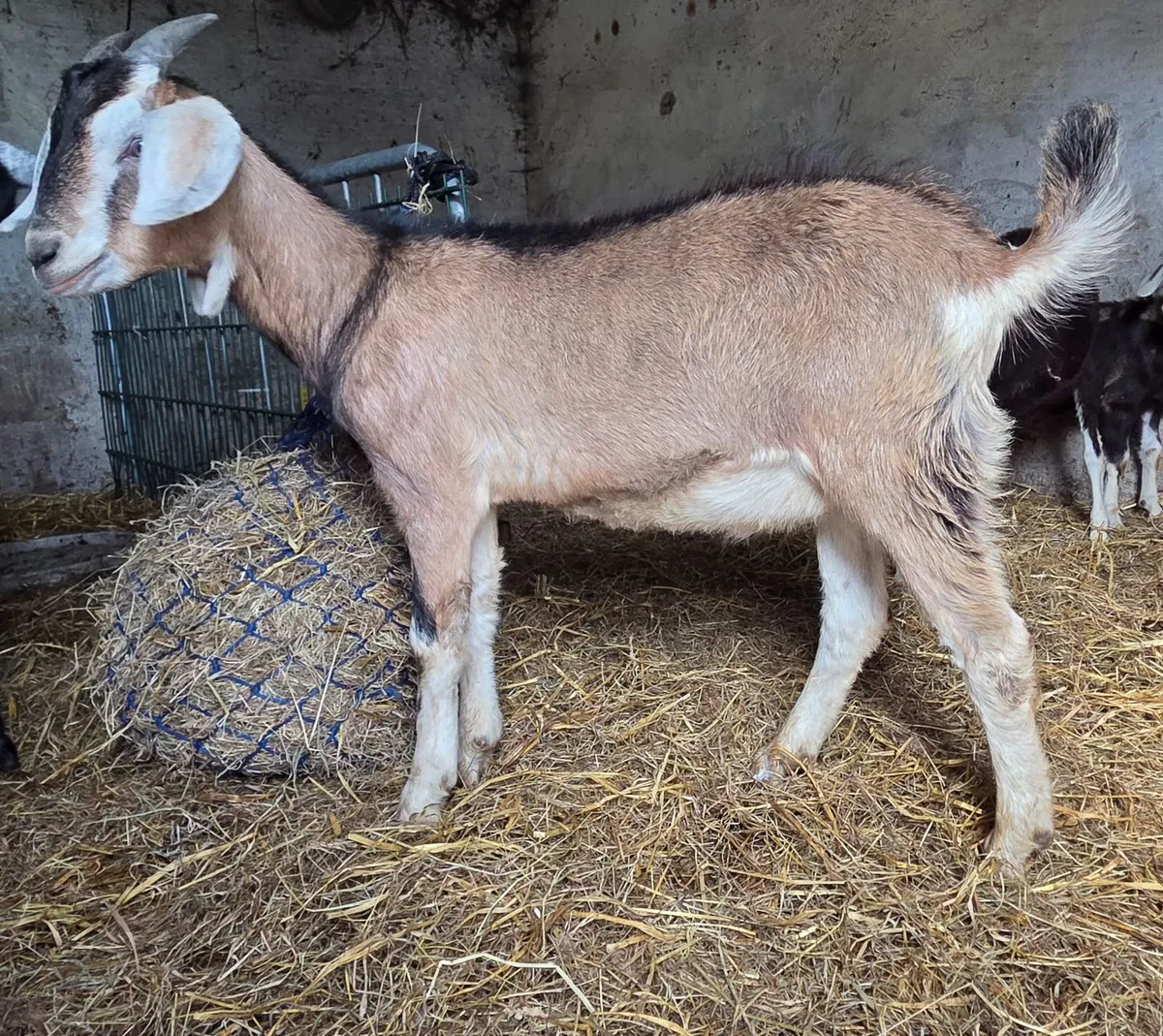 Male goat kids - Image 2