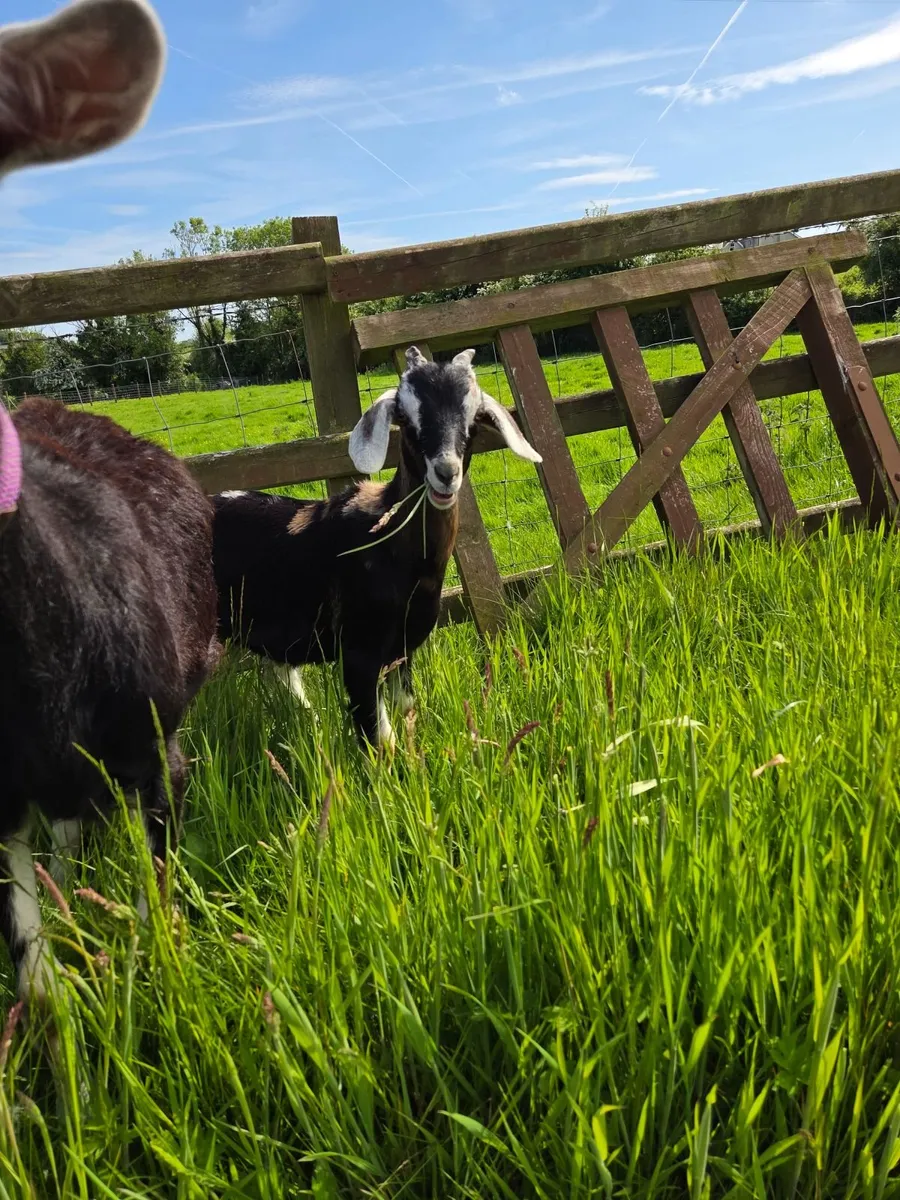 Male goat kids - Image 1