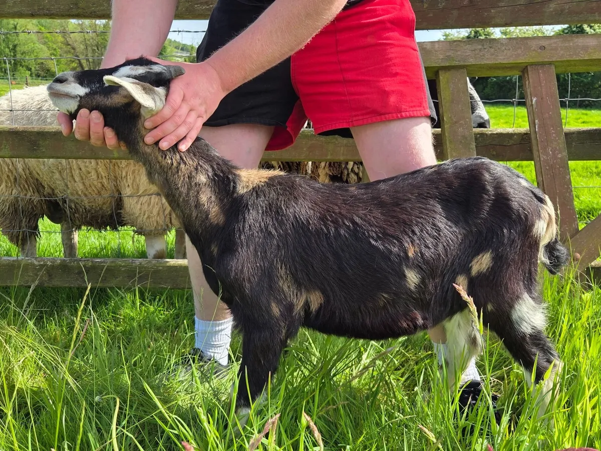 Male goat kids - Image 3